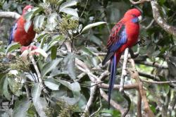 Crimson rosellas in the forest canopy
